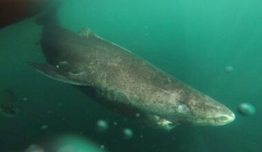 Basking shark swimming underwater in Baltimore, Cork, Ireland. © George Karbus Photography/Getty