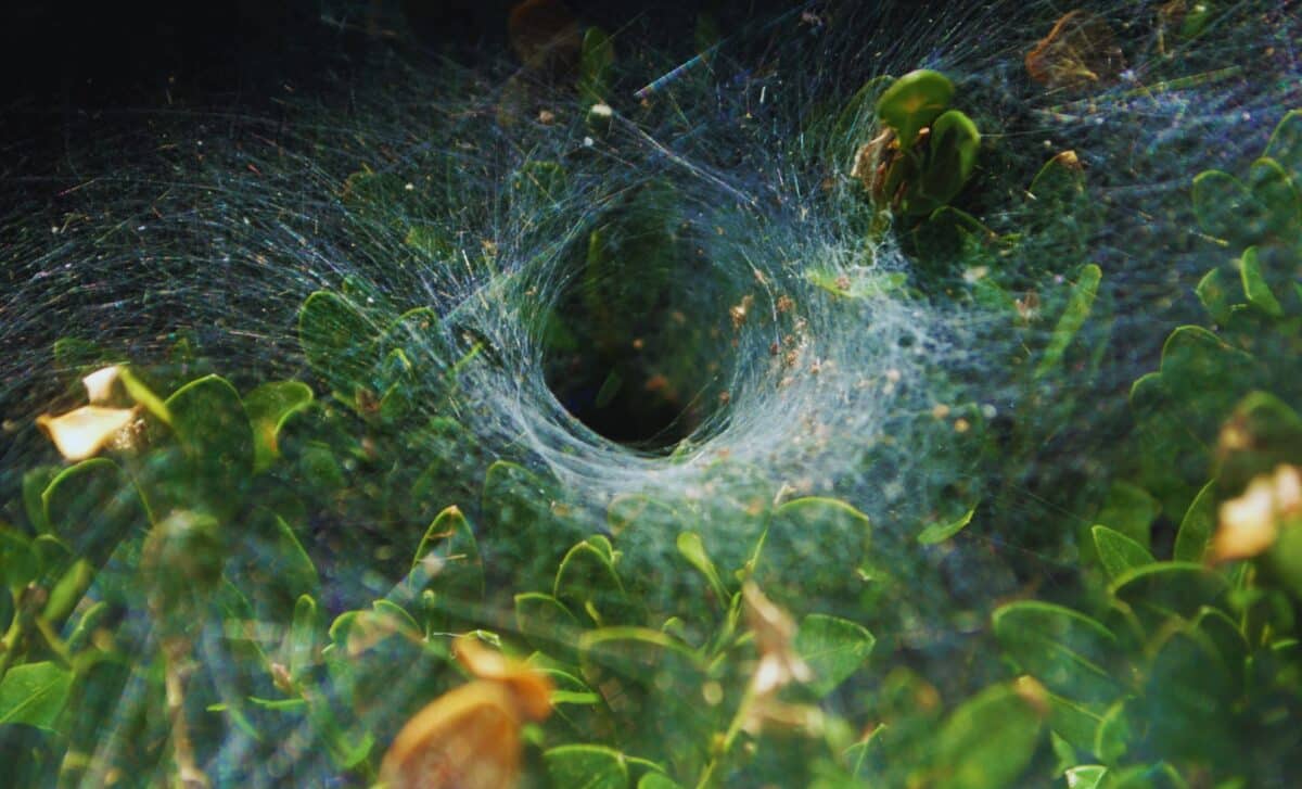 Scientists Found A Spider That Builds 80 Foot Webs, And Its Silk Is Tougher Than Steel