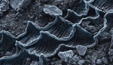 Scientists Just Found A 97 Million Year Old Gps Inside A Fossil, And It Points To A Lost Ocean Creature