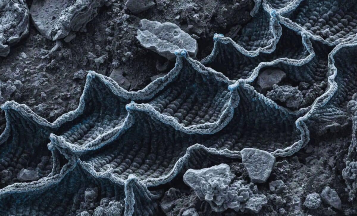 Scientists Just Found A 97 Million Year Old Gps Inside A Fossil, And It Points To A Lost Ocean Creature