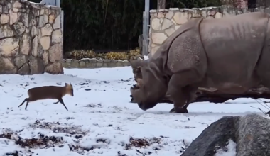 Moment tiny deer takes on huge rhino at Polish zoo - The Independent