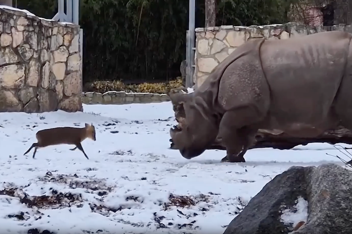 Moment tiny deer takes on huge rhino at Polish zoo - The Independent