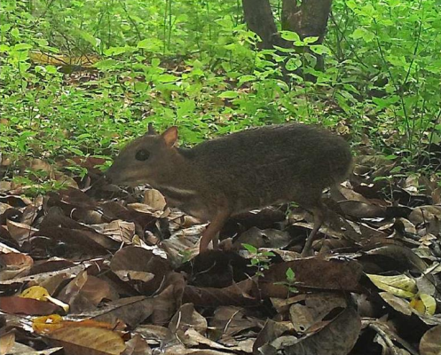 deer using eco-link@BKE