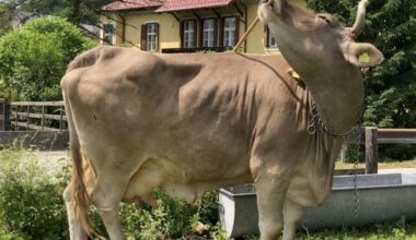 Do Cows Use Tools? New Research Says Yes