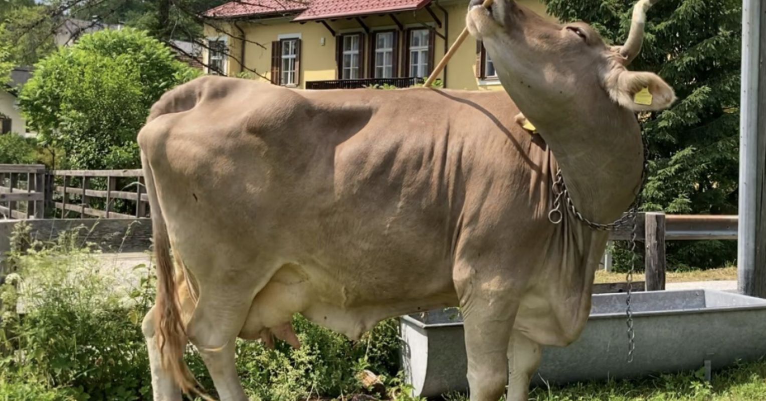 Do Cows Use Tools? New Research Says Yes