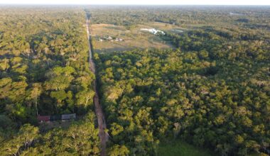 Small clearing in tropical forest