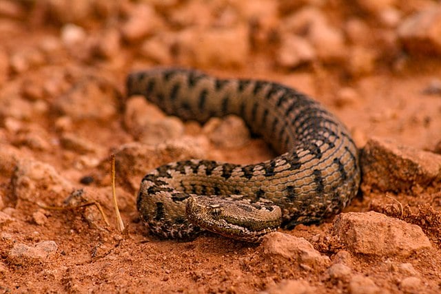 Snub Nosed Viper (vipera Latastei)
