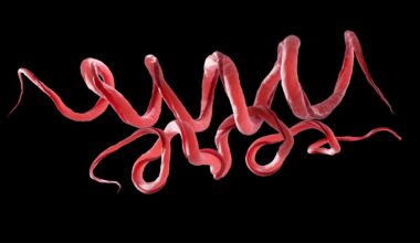 Ancient DNA Reveals Twisted Roots of Syphilis Go Back 5,500 Years : ScienceAlert