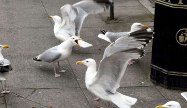 RSPB Scotland raises alarm over decline of birds often seen as pests