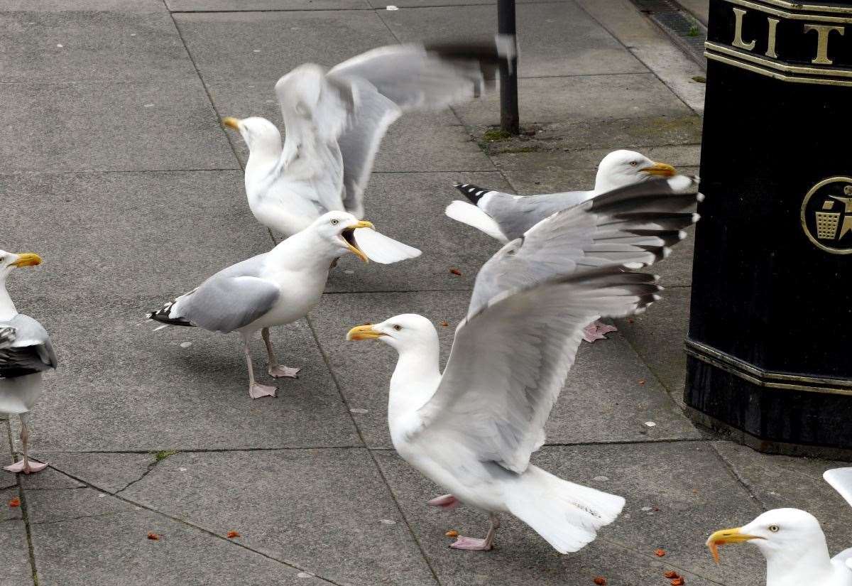 RSPB Scotland raises alarm over decline of birds often seen as pests