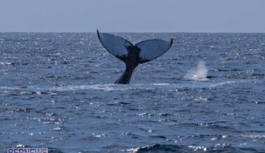 "Guide The Whales Into Deeper Water"