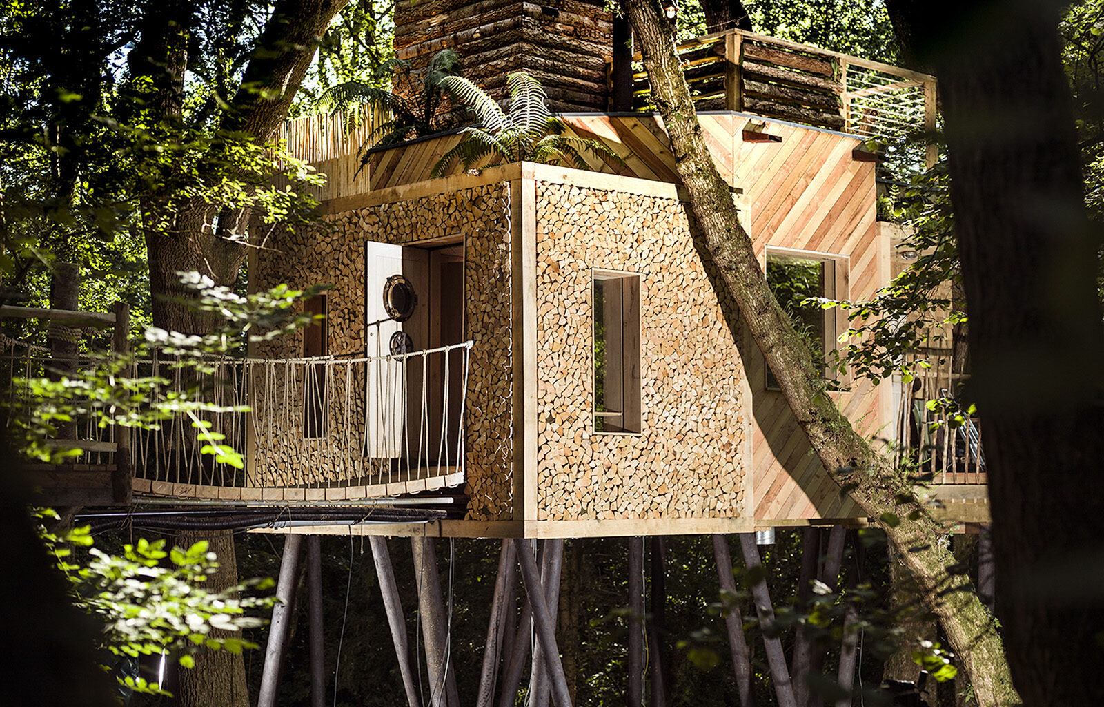 Would you take on three luxury treehouses in the Dorset wild?