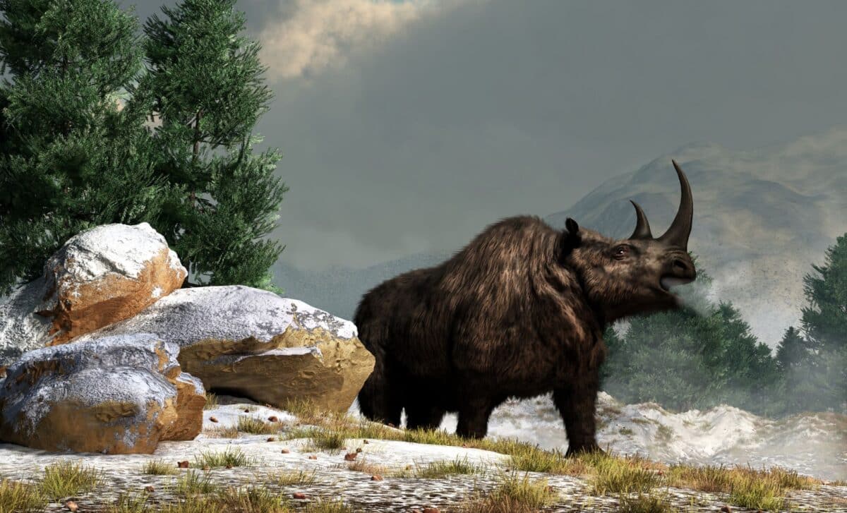 The Woolly Rhino’s Mysterious Death A Frozen Wolf Cub May Hold The Answer