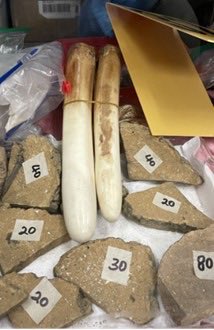 Authorities seized hundreds of illegal animal products, including elephant tusks, rhinoceros horns, walrus tusks, suspected bear gall bladders, saiga antelope and turtle shells