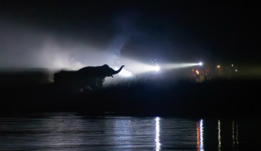 A powerful silhouette of an elephant is illuminated by bright torchlight in a dark, misty night setting, with the reflection visible on a body of water in the foreground.