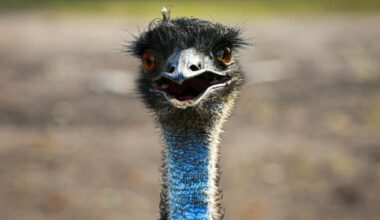 Train service interrupted by escaped emu