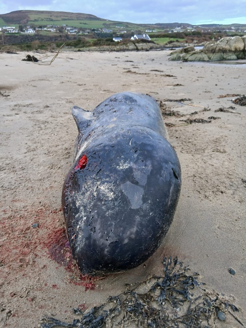 This female narwhal washed up on a beach in Donegal was first recording of the species in Irish waters. Photograph: NPWS