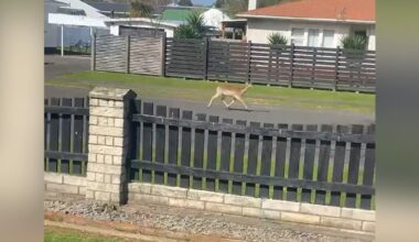 Solutions limited for roaming wild deer in Whanganui suburb, councils and DoC say