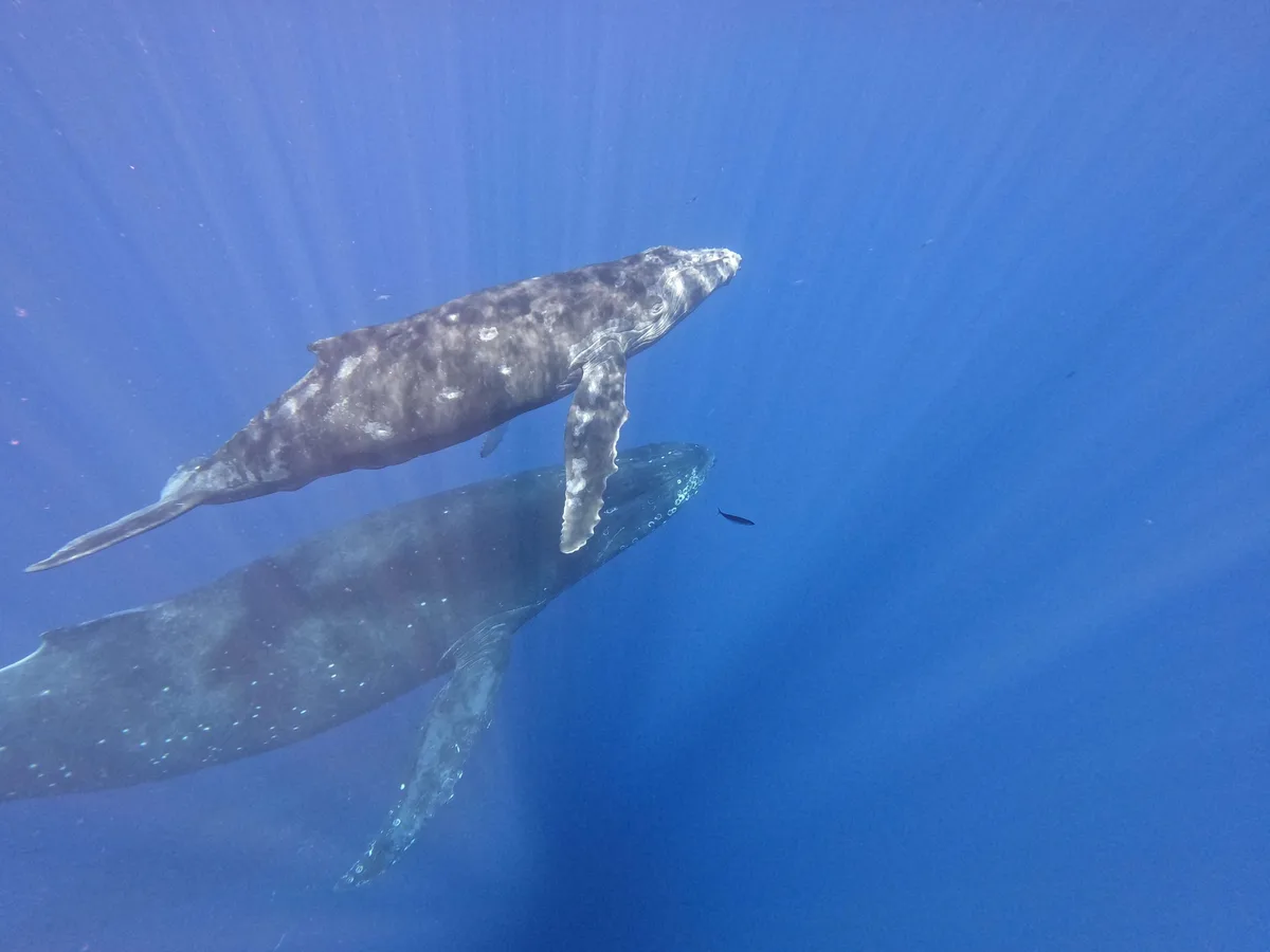 Whale mother and calf.