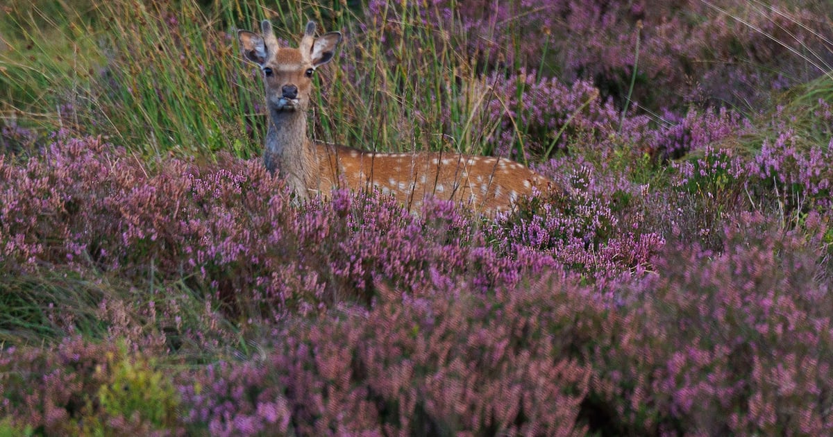 Ireland’s sika deer may face cull following ‘invasive species’ classification – The Irish Times