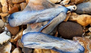 On the Wild Side, with Professor Russell Wynn of Wild New Forest