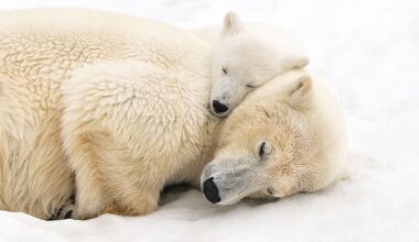 "No photograph is worth more than the life it portrays or the landscape it inhabits" – intimate arctic moment of mother and cub recognized in photo competition