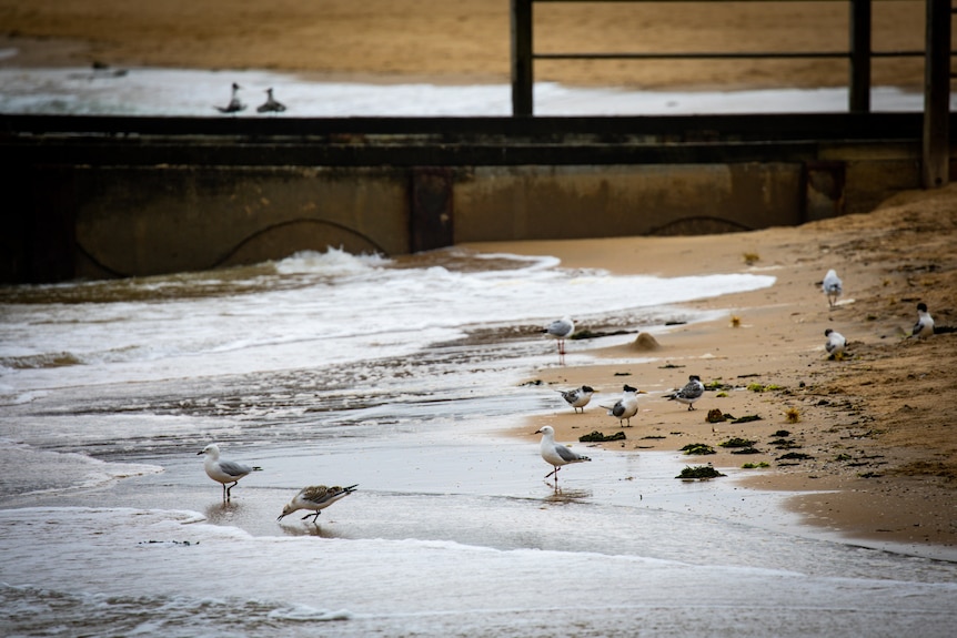 Water lapping at the shore at a Port Phillip Bay beach.