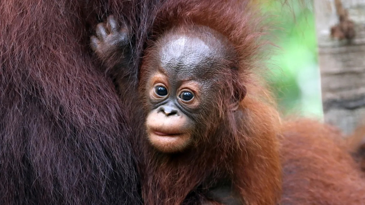 Baby Orangutan's 'Tongue Out Tuesday' Will Melt Your Heart