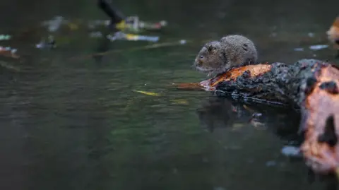 Russell Savory A water vole sits on a log in a river. It is brown and furry with long whiskers and small black eyes.