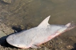 A bull shark on a river bank.