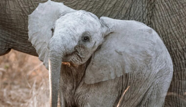 Baby Elephant Finds Her Voice and Leaves Us All Wanting More