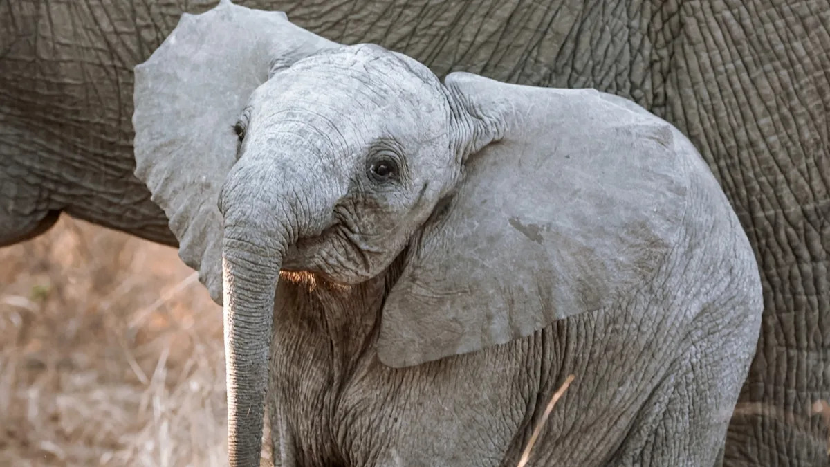 Baby Elephant Finds Her Voice and Leaves Us All Wanting More