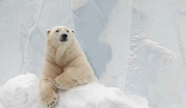 Polar Bear Takes on Job as ‘Snow Quality Tester’ and Totally Nails the Assignment