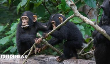 Two chimpanzees interacting  outside in a forest. One of them has what looks like a leaf in its mouth.