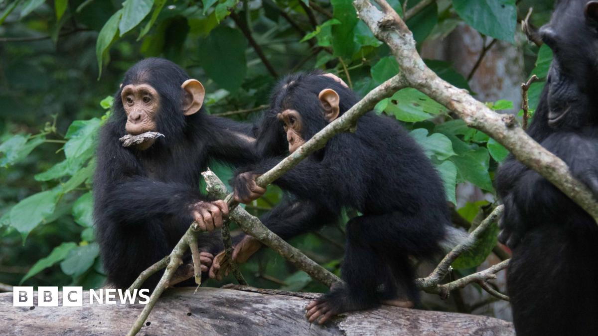 Two chimpanzees interacting  outside in a forest. One of them has what looks like a leaf in its mouth.