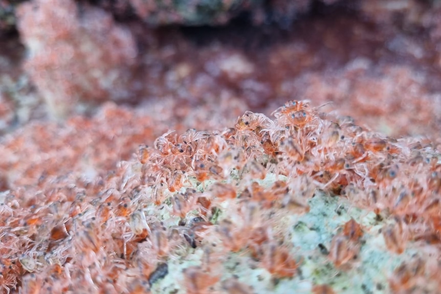 Tiny, semi-translucent red crabs with beady black eyes gather on a rock.