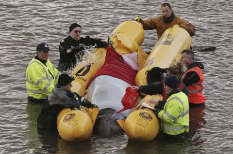 Getty Images Rescuers standing in the water hold two yellow inflatable pontoons either side of the whale which has coverings over it. A person also pours water from a watering can on its head