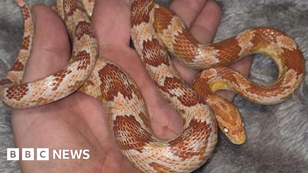 'My shock at finding second snake in 10 days in my garden'