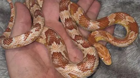 Jay Scott Young brown Amel corn snake in woman's hand resting on a plush grey blanket.