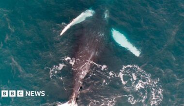 A humpback whale is pictured upside down on its back in the water. It has a grey underside and the bottom of its fins are white. The water is blue.