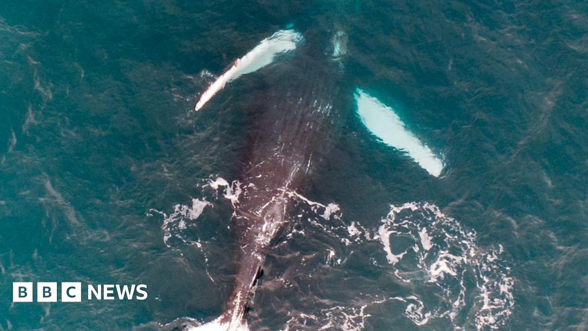 A humpback whale is pictured upside down on its back in the water. It has a grey underside and the bottom of its fins are white. The water is blue.