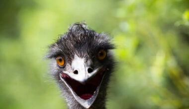 Baby Horse Trying to Befriend an Emu Doesn’t Go as Planned