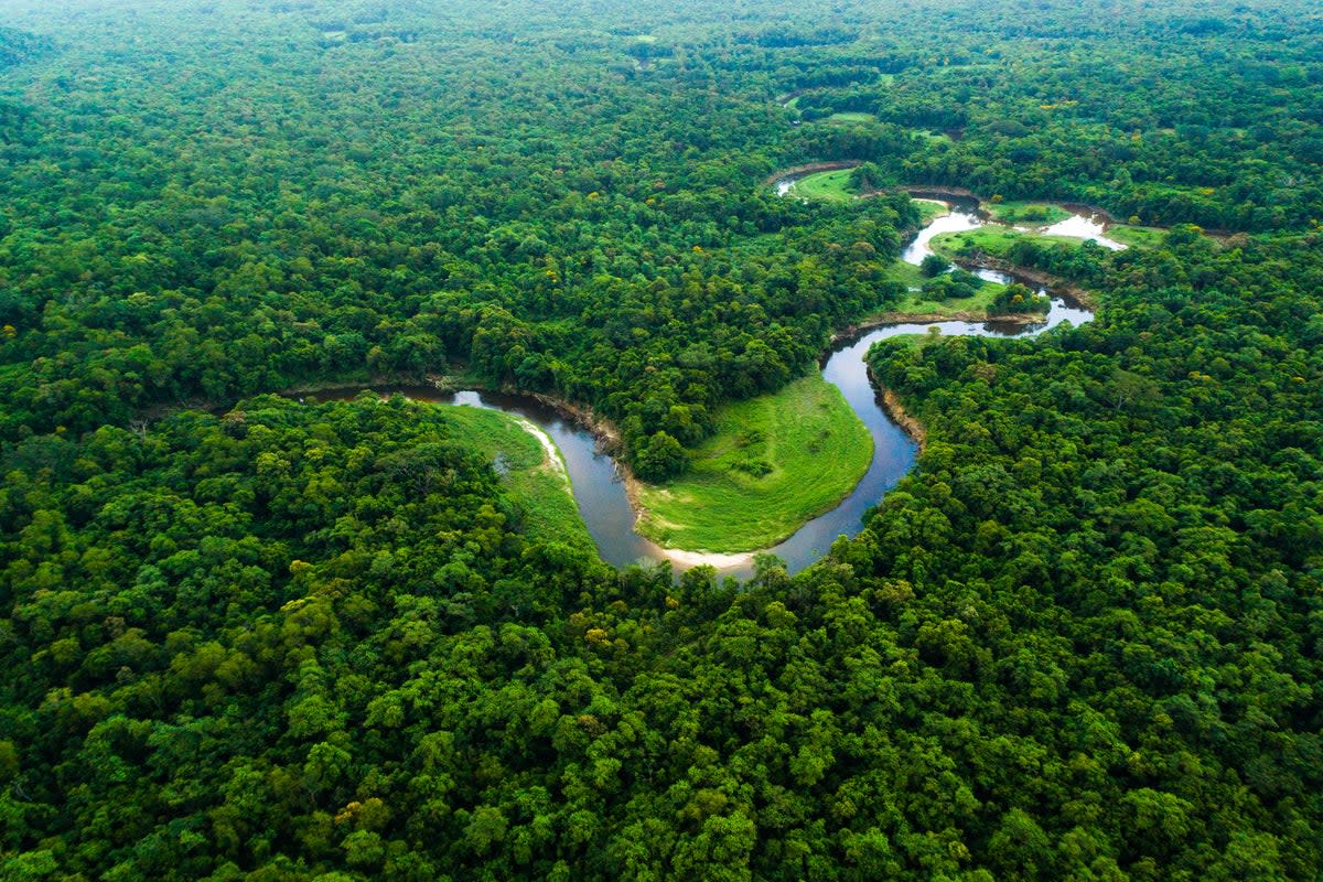 File. Brazil’s Atlantic Forest (Getty)