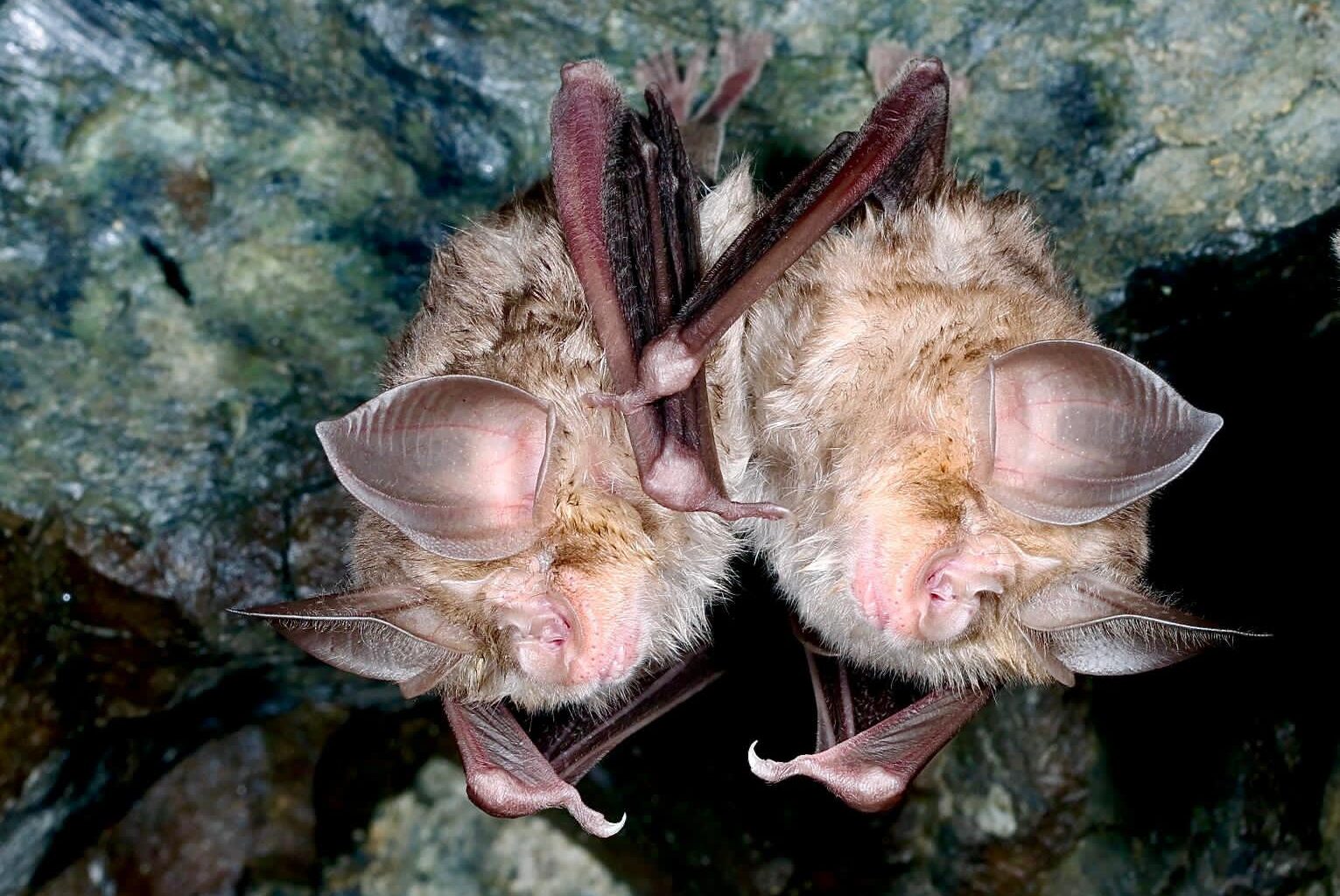 cover Large colony of rare bats spotted in Troodos cave