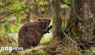 A Eurasian Beaver is pictured next to a tree