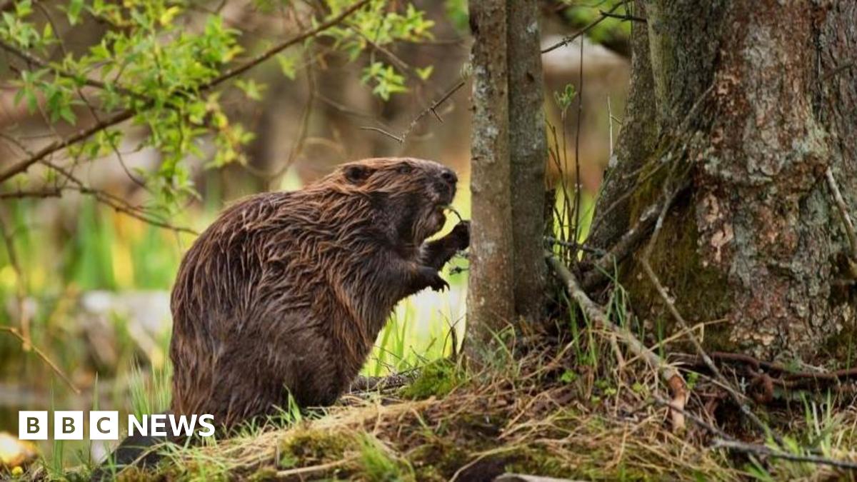 A Eurasian Beaver is pictured next to a tree