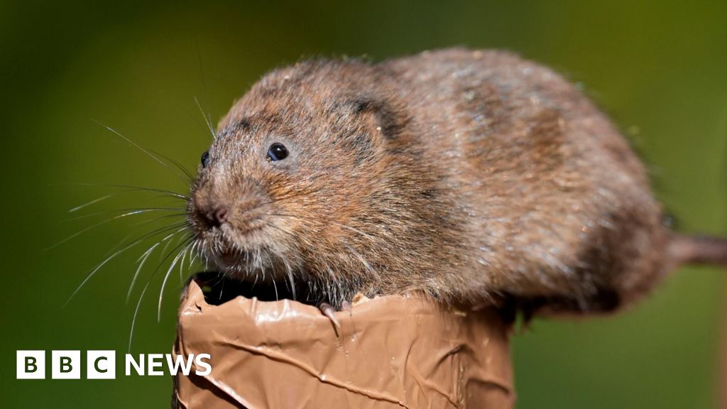 'Explosion' of water vole numbers across the East of England