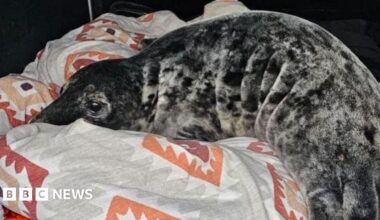 A dark and light grey seal pup. It is sleeping on a pillow that is grey and orange.