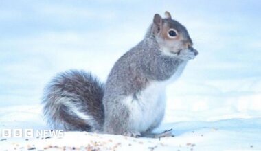 A grey squirrel with a large grey tail sits amid snow with its paws to its mouth.