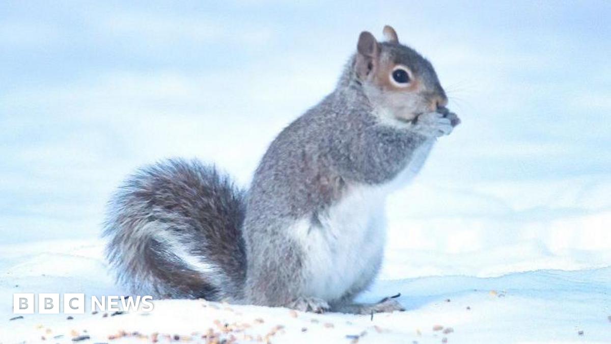 A grey squirrel with a large grey tail sits amid snow with its paws to its mouth.